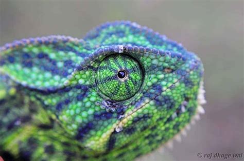 xhamluve|Beautiful Footage: Chameleons Are Amazing